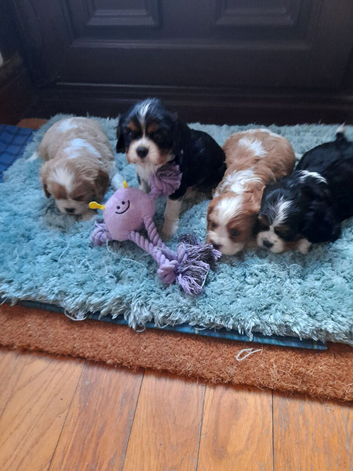 Cavalier king charles puppies