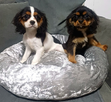 Beautiful cavalier girls