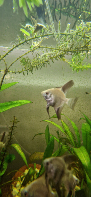 Bulgarian Seal Point Angelfish
