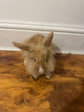 2 rabbits for sale male and female