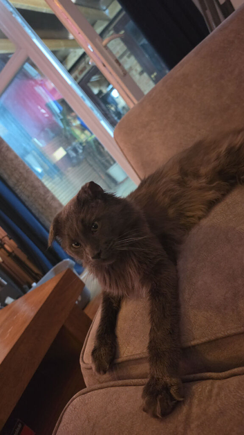 Xl maine coon