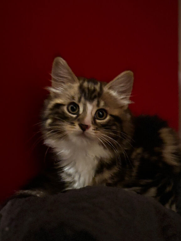 Stunning Norwegian forest kitten