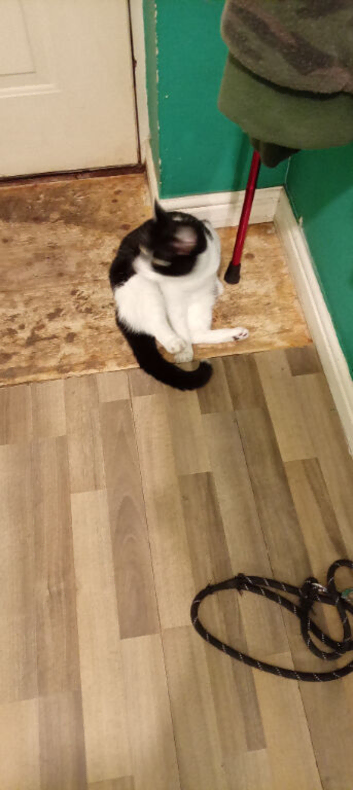 Black and white cat