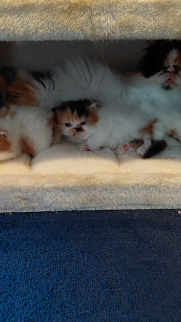 Persian kittens