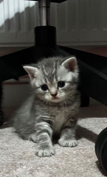 Scottish fold/BSH kittens