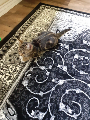 Kitten