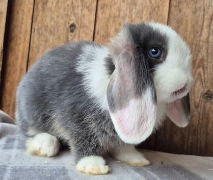 Mini lop babys ready now