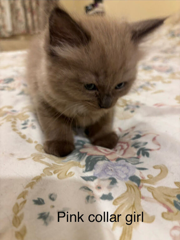 Rare Minks, Solids and traditional Ragdoll kittens