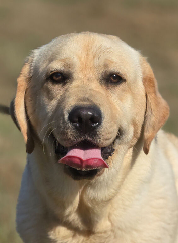 9 Month Old Female Labrador