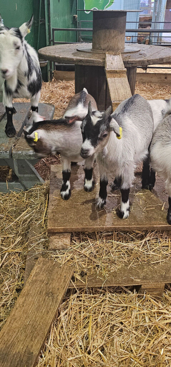 Pygmy goat kids for sale female