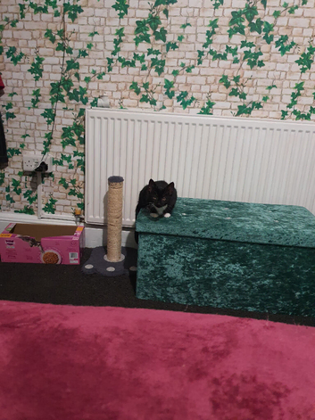 For rehoming