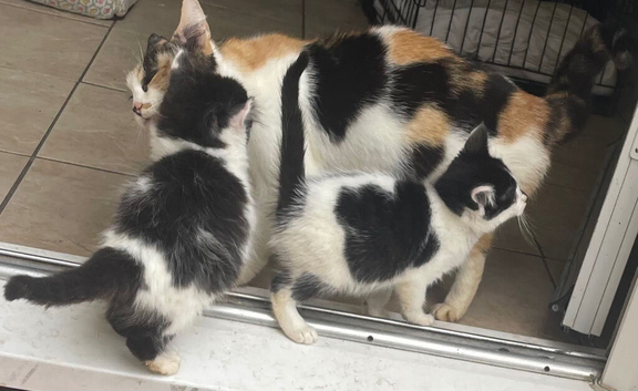 Black and white kittens