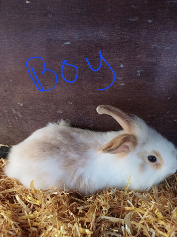 Baby full lop eared rabbits