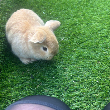 Baby mini lop rabbit