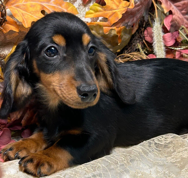 KC Long Coat Miniature Dachshund Puppies
