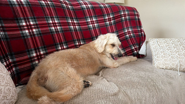 GOLDENDOODLE. F1