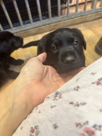 KC Registered Black Labs