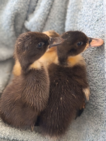 2 ducklings