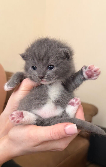 4 Bristish short hair kittens for sale