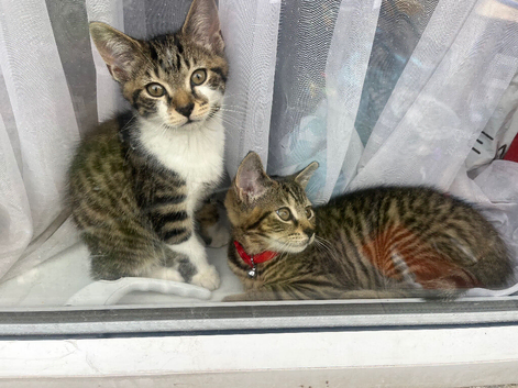 11 week old 3x boy kittens for sale