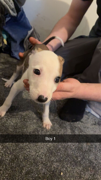 Lurches puppies for sale