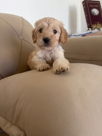 Miniature cockapoos only 4 left