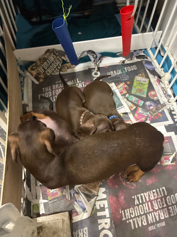 Chihuahua puppies
