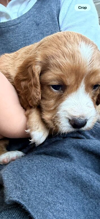 Cocker spaniel puppies