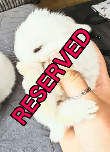 6 healthy Mini lion Lops available