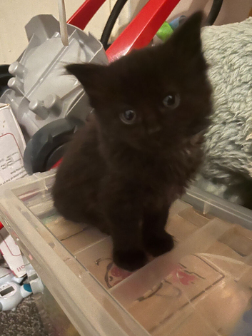 Litter of kittens