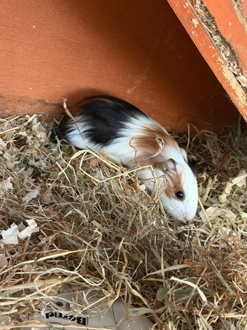 Guinea pigs