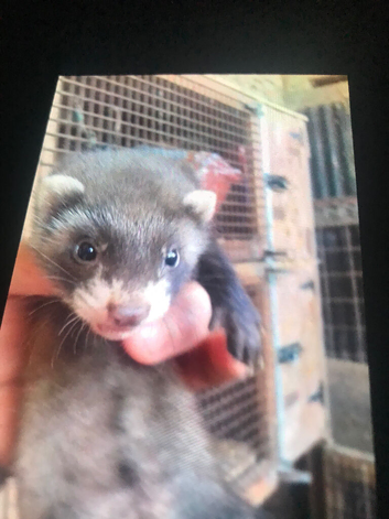 Ferret