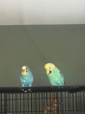 Male and female budgie need new home