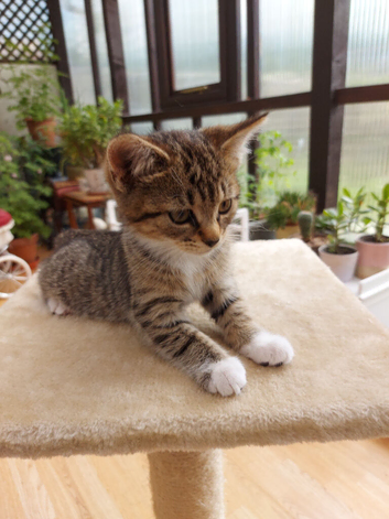Male Tabby Kitten
