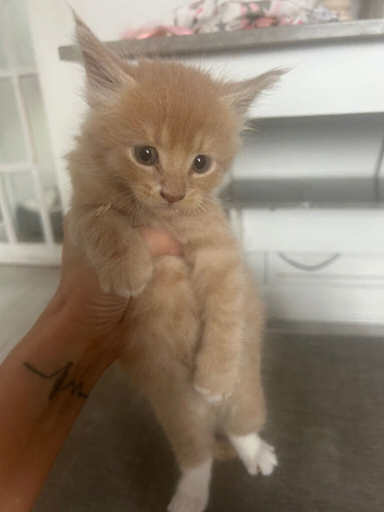 Maine coon kittens