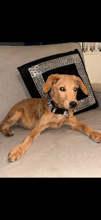Belle labradoodle