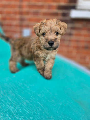 Stunning Cairn x Fox Terrier Puppies