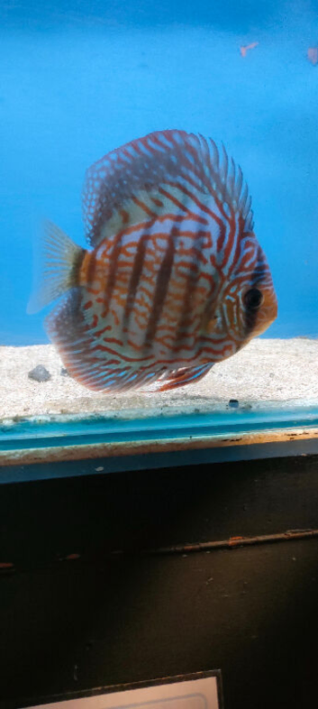 Aquarium Set Up / Maintenance