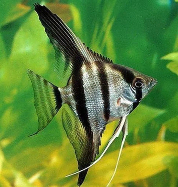 Aquarium cleaning