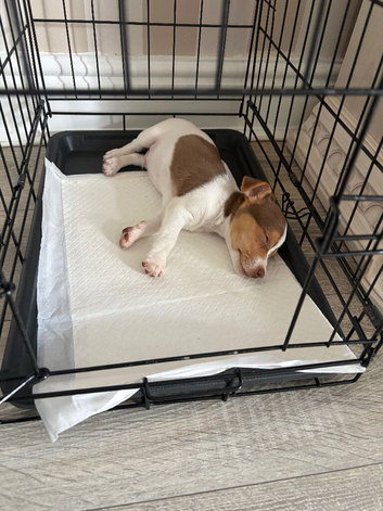 Male jack Russell 2 month old
