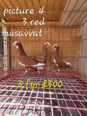 Pigeons For Sale