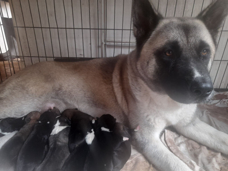Akita puppy's for sale