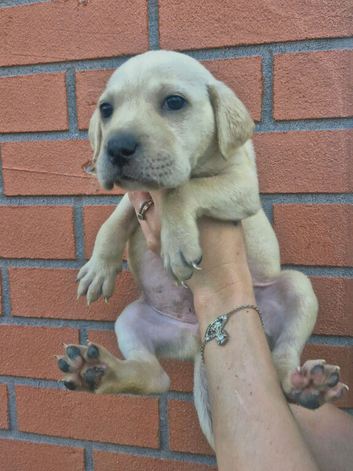 Labrador x american bulldog puppies