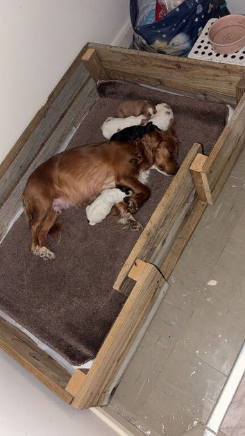 Cocker spaniel puppies