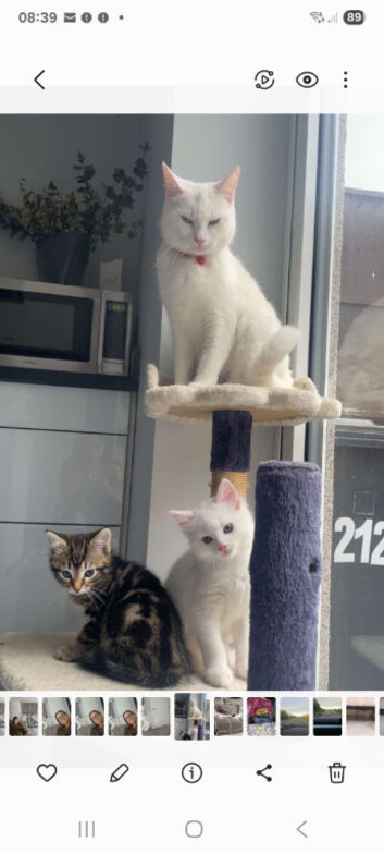 Kittens