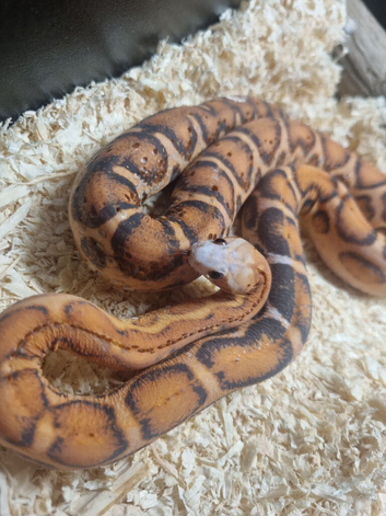 Female scaless corn snake - 1yr old