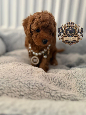 5star licensed Esponjoso DWKC registered toy poodles girl
