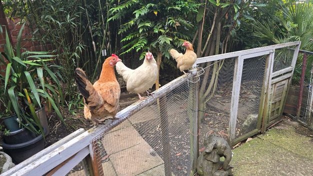 2 young serama cross bantams, compulsive laying bantam hens &pound;20 each