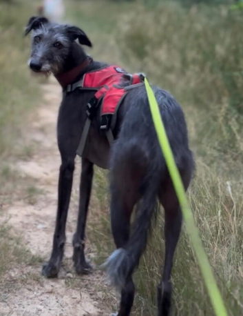 Lurcher for Rehoming