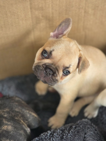 French bulldog puppies